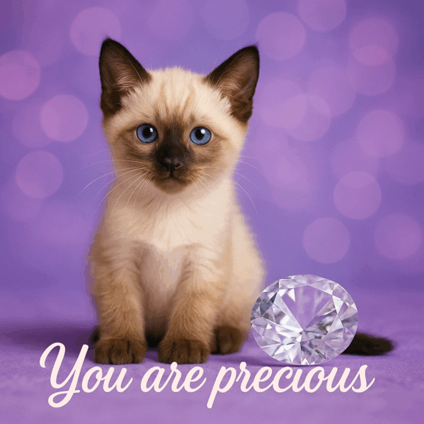 Download 12 Optimistic Kittens – Positive Energy Collection - Image 3